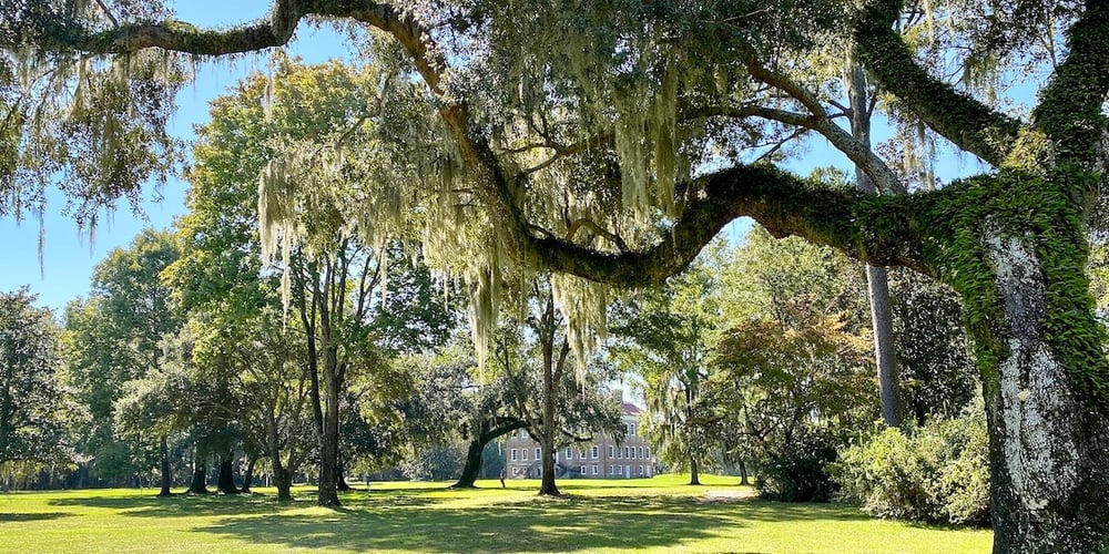 Wikimedia Commons-Trees,_Drayton_Hall,_West_Ashley,_Charleston,_SC_(50633825376)