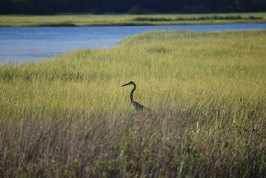 Wikimedia Commons_1024px-Kiawah_Island,_SC,_USA_-_panoramio_-_olekinderhook_(2)
