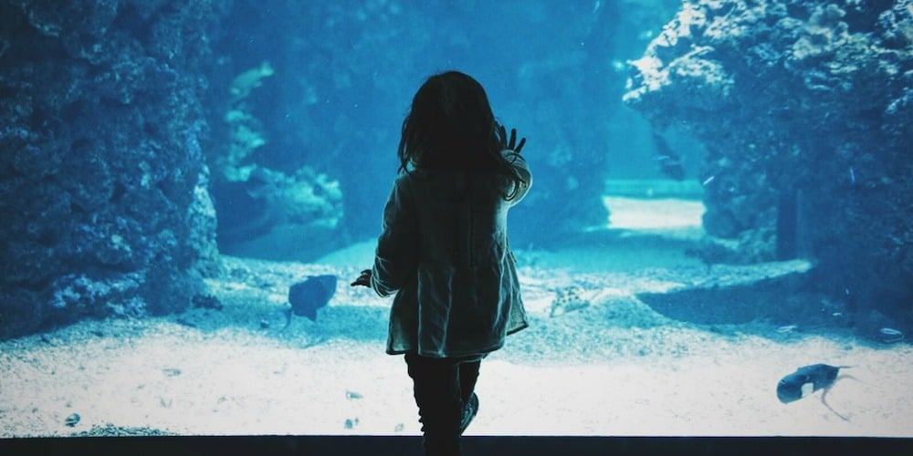 acquarium_caroline-hernandez-yl1wEVqEY8k-unsplash