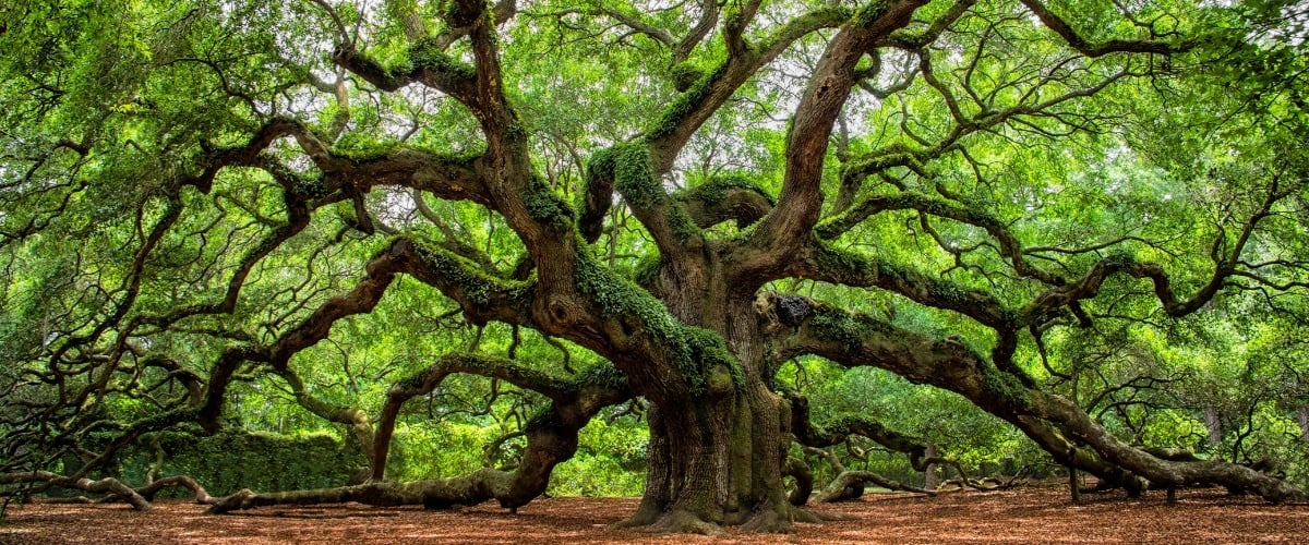 Johns Island_Angel Oak_Source Canva
